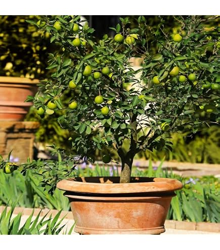 Amazon.com : Brighter Blooms - Key Lime Tree, 5-6 ft. - No